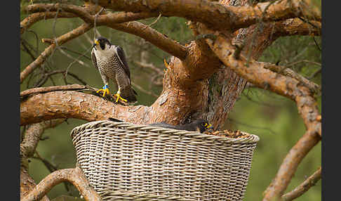 Wanderfalke (Falco peregrinus)