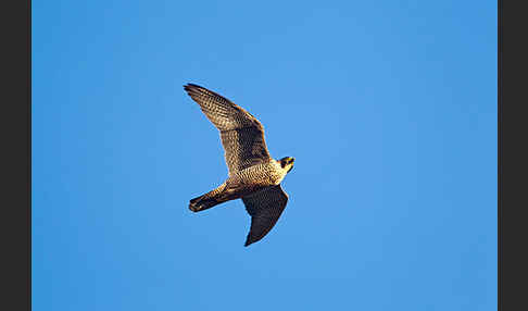 Wanderfalke (Falco peregrinus)