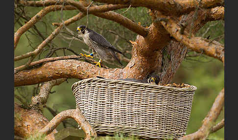 Wanderfalke (Falco peregrinus)