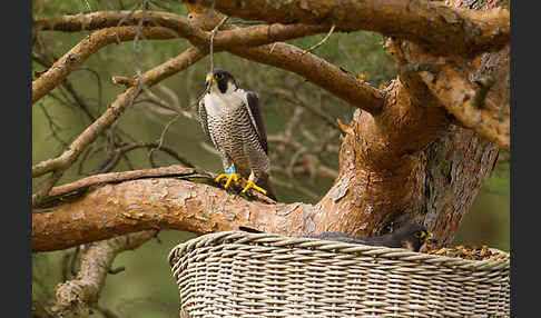 Wanderfalke (Falco peregrinus)