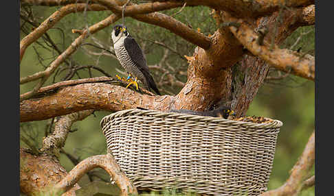 Wanderfalke (Falco peregrinus)