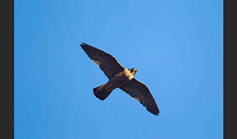 Wanderfalke (Falco peregrinus)