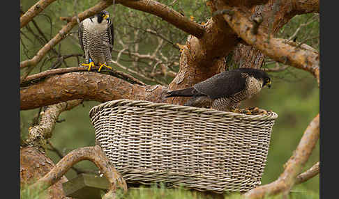 Wanderfalke (Falco peregrinus)