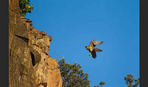 Wanderfalke (Falco peregrinus)