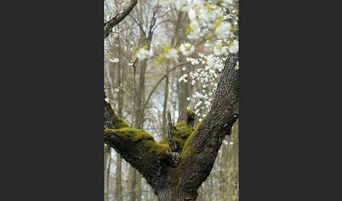 Waldkauz (Strix aluco)