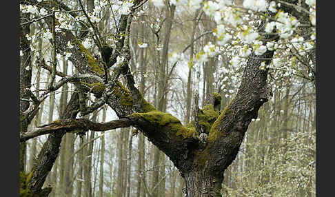 Waldkauz (Strix aluco)