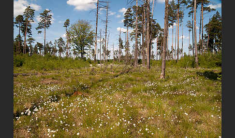 Scheiden-Wollgras (Eriophorum vaginatum)