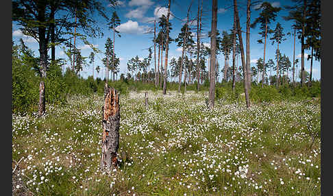 Scheiden-Wollgras (Eriophorum vaginatum)