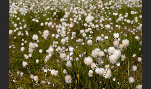 Scheiden-Wollgras (Eriophorum vaginatum)