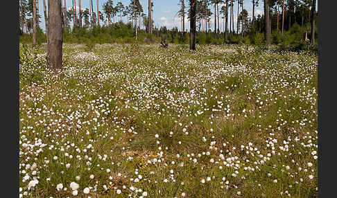 Scheiden-Wollgras (Eriophorum vaginatum)