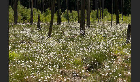 Scheiden-Wollgras (Eriophorum vaginatum)