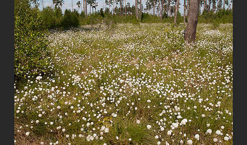 Scheiden-Wollgras (Eriophorum vaginatum)