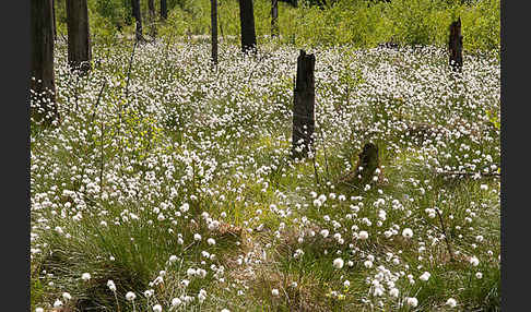 Scheiden-Wollgras (Eriophorum vaginatum)