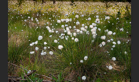 Scheiden-Wollgras (Eriophorum vaginatum)