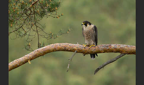 Wanderfalke (Falco peregrinus)