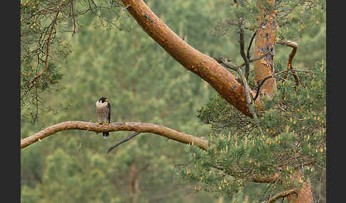 Wanderfalke (Falco peregrinus)