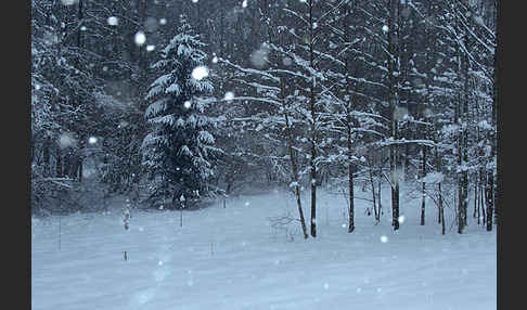 Winter (winter)