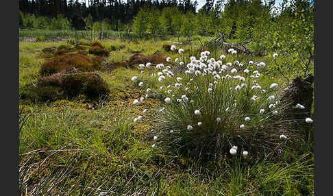 Scheiden-Wollgras (Eriophorum vaginatum)