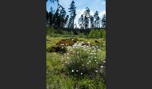 Scheiden-Wollgras (Eriophorum vaginatum)