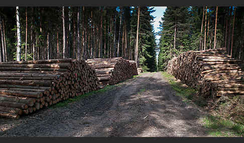 Intensive Forstwirtschaft (intensive forestry)