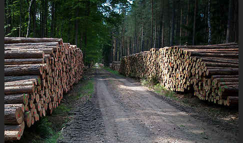 Intensive Forstwirtschaft (intensive forestry)