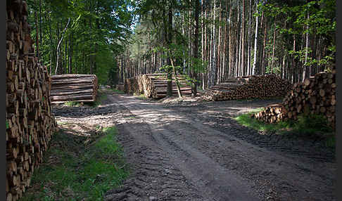 Intensive Forstwirtschaft (intensive forestry)