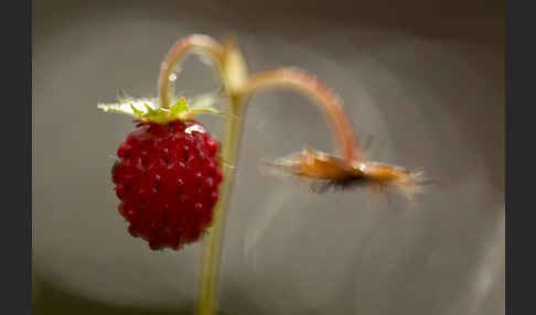 Wald-Erdbeere (Fragaria vesca)