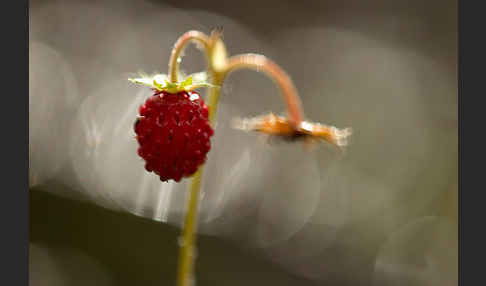 Wald-Erdbeere (Fragaria vesca)