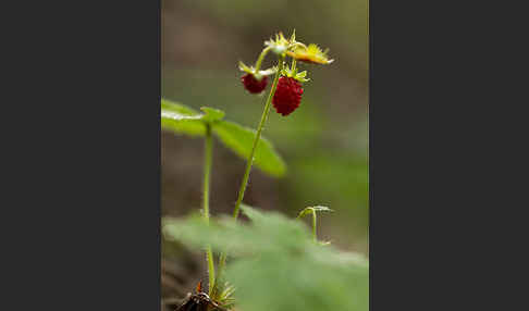 Wald-Erdbeere (Fragaria vesca)