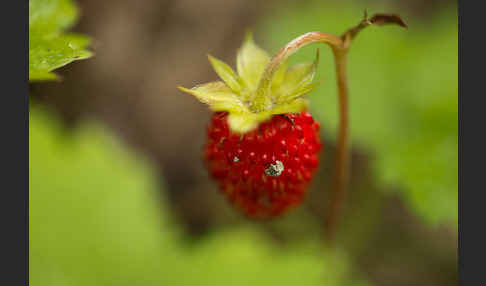 Wald-Erdbeere (Fragaria vesca)