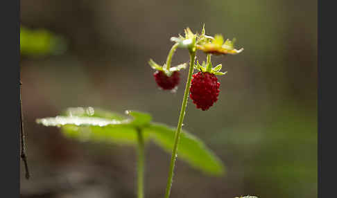 Wald-Erdbeere (Fragaria vesca)