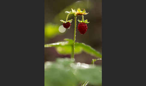 Wald-Erdbeere (Fragaria vesca)