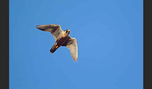 Wanderfalke (Falco peregrinus)