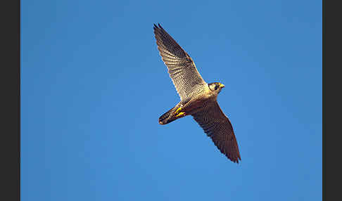 Wanderfalke (Falco peregrinus)