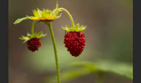 Wald-Erdbeere (Fragaria vesca)