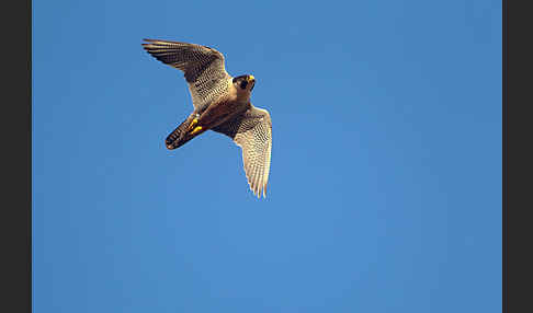 Wanderfalke (Falco peregrinus)