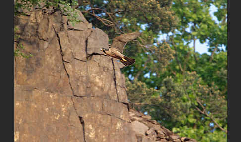 Wanderfalke (Falco peregrinus)