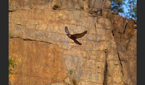 Wanderfalke (Falco peregrinus)