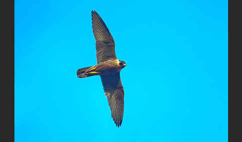 Wanderfalke (Falco peregrinus)