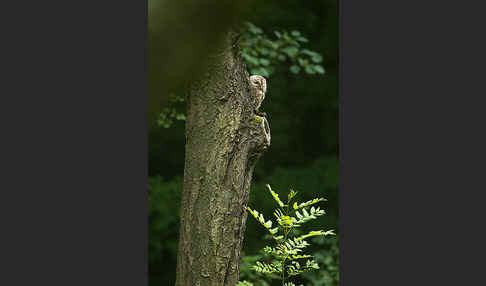 Waldkauz (Strix aluco)