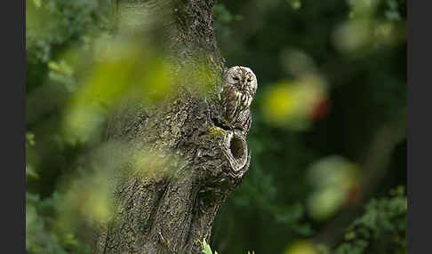 Waldkauz (Strix aluco)