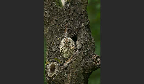 Waldkauz (Strix aluco)