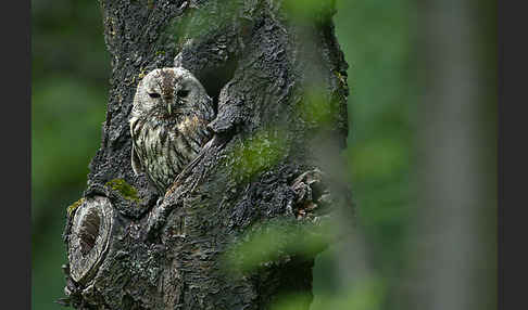 Waldkauz (Strix aluco)