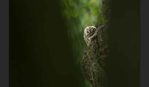 Waldkauz (Strix aluco)