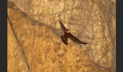 Wanderfalke (Falco peregrinus)