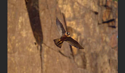 Wanderfalke (Falco peregrinus)