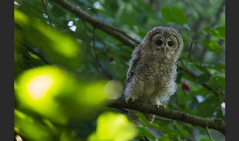 Waldkauz (Strix aluco)