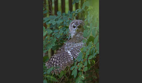 Waldkauz (Strix aluco)