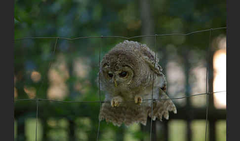 Waldkauz (Strix aluco)