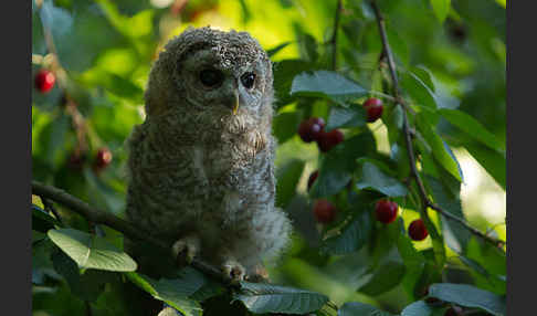 Waldkauz (Strix aluco)